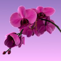 постер песни Рэки - По Пятницам